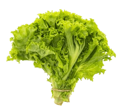 Green Lettuce